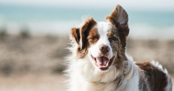 Primeros dias con tu mascota nueva