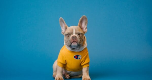 Como cepillar el pelo de tu perro