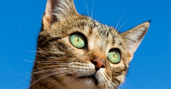 Emergencias veterinarias en Colombia